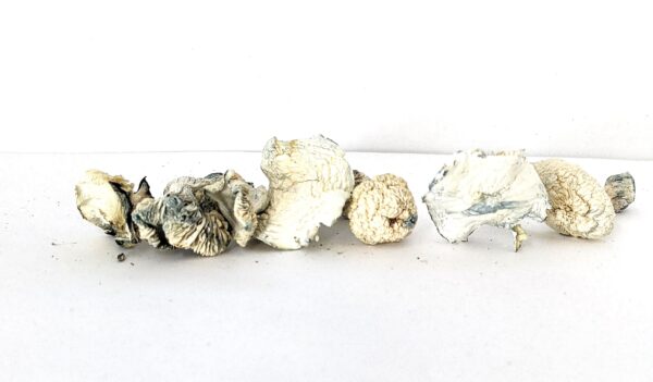 ALBINO CAMBODIANS MAGIC MUSHROOMS