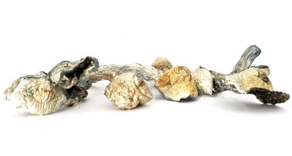 BLUE MEANIE MAGIC MUSHROOMS