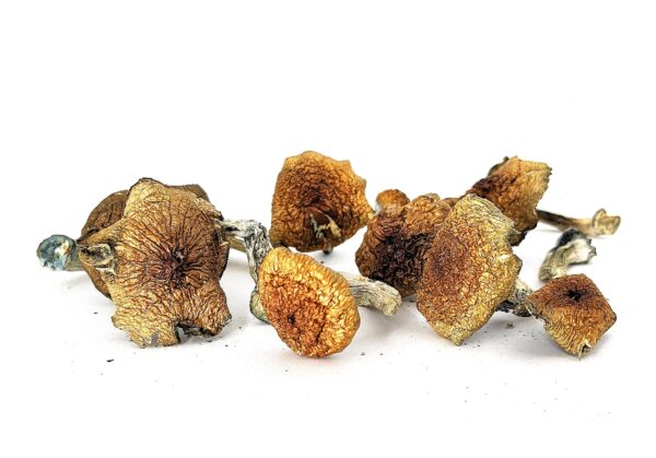 MEXICAN CUBENSIS MAGIC MUSHROOMS