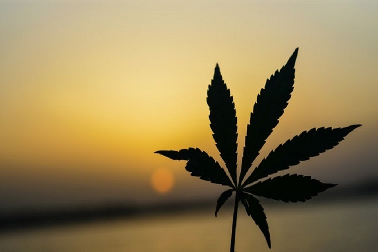 How to Flush Marijuana Out of Your System