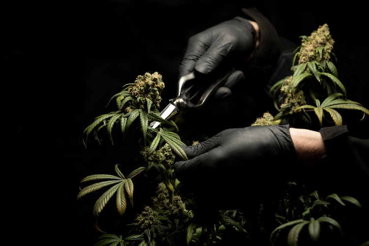 different forms of marijuana