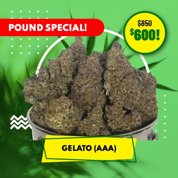 POUND SPECIAL - GELATO (AAA+)