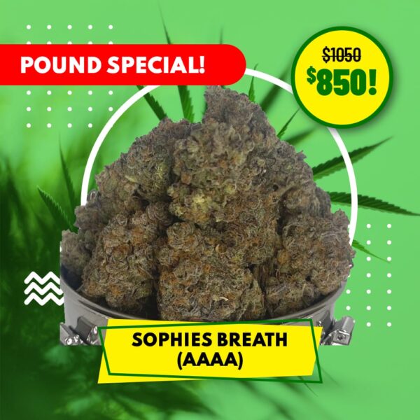 POUND SPECIAL - SOPHIES BREATH (AAAA)