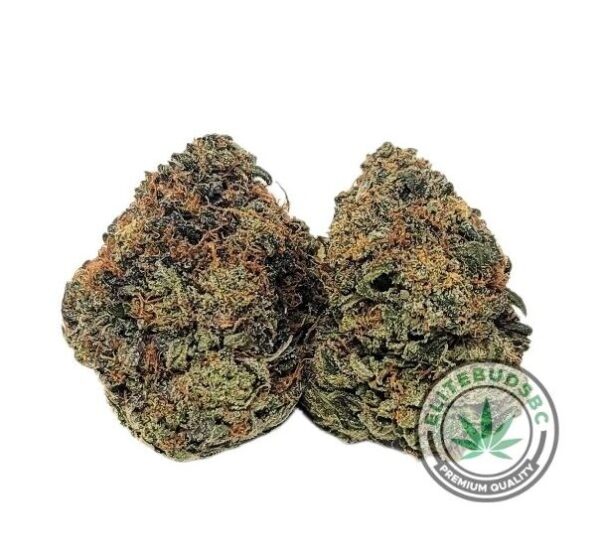 ORANGE CALI BUBBA (AAA+)