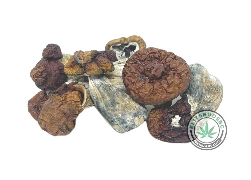 B+ MUSHROOMS
