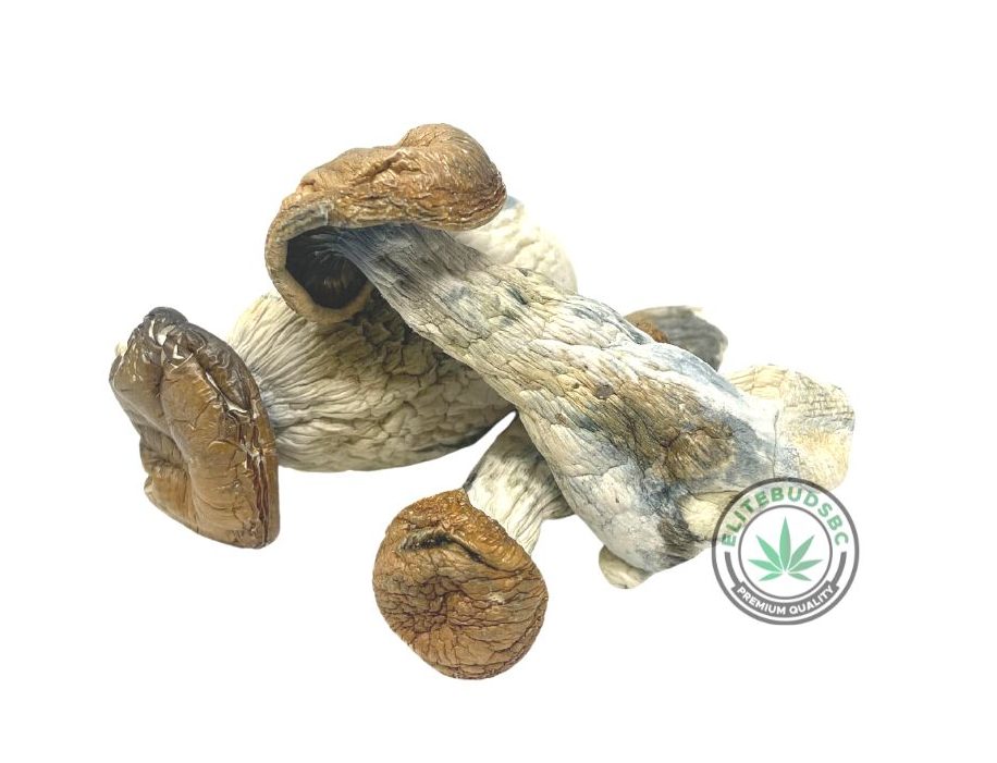 BIG MEX MUSHROOMS
