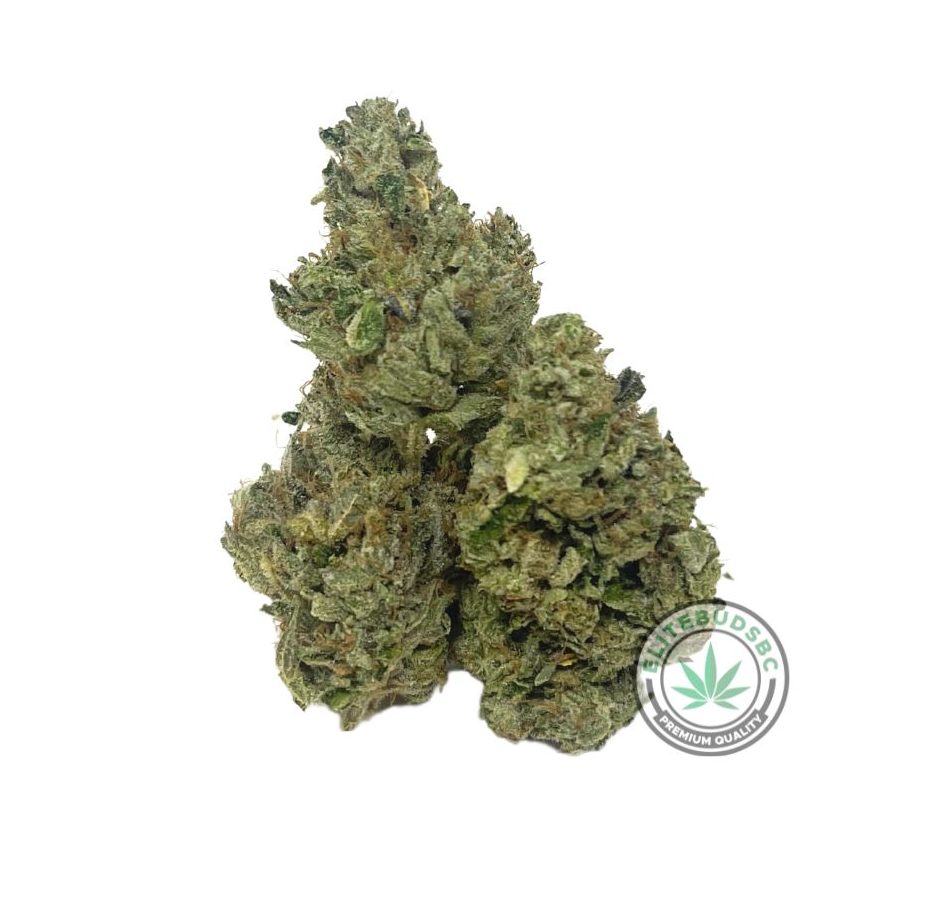 EL CHAPO (AAAA+)