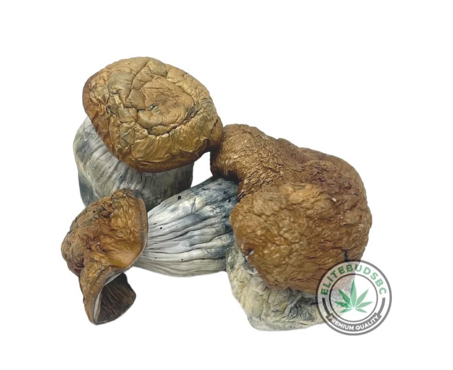 JEDI MING TRICK MUSHROOMS