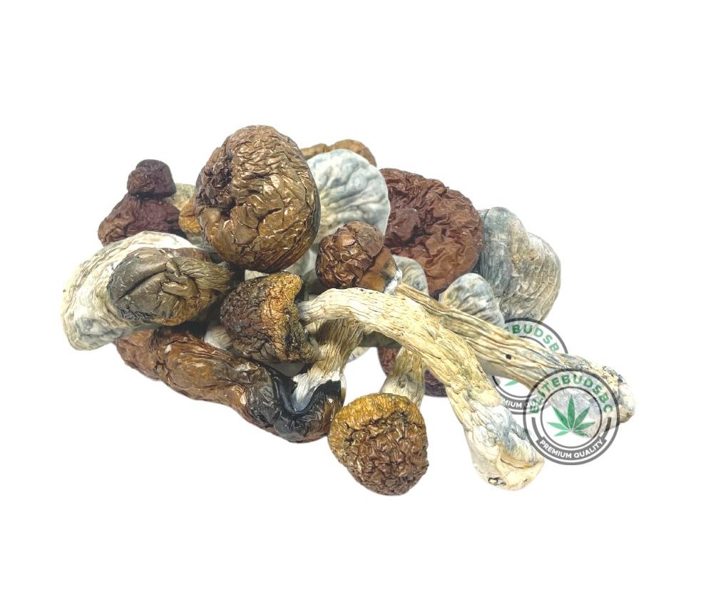 PENIS ENVY MUSHROOMS