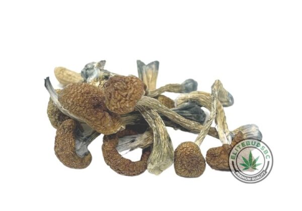 TREASURE COAST MUSHROOMS