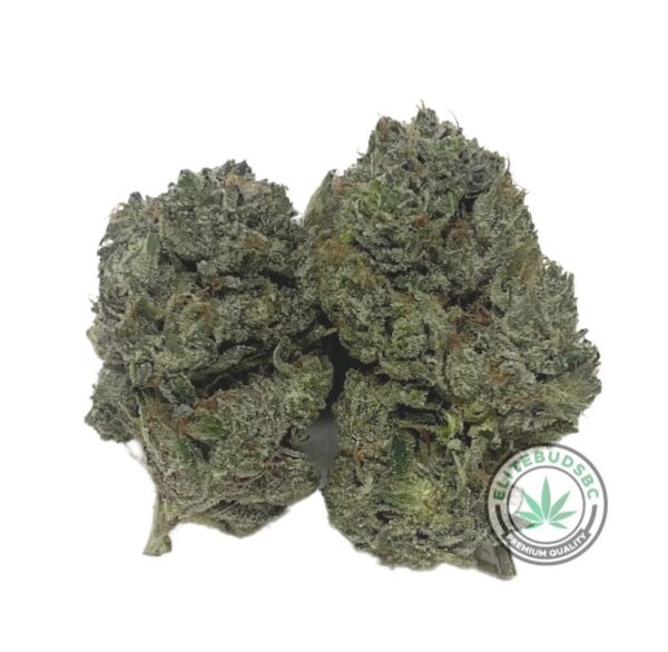 DIABLO (AAAA) Strain