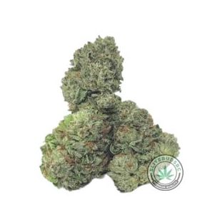 GODS GREEN CRACK (AAA+) Strain
