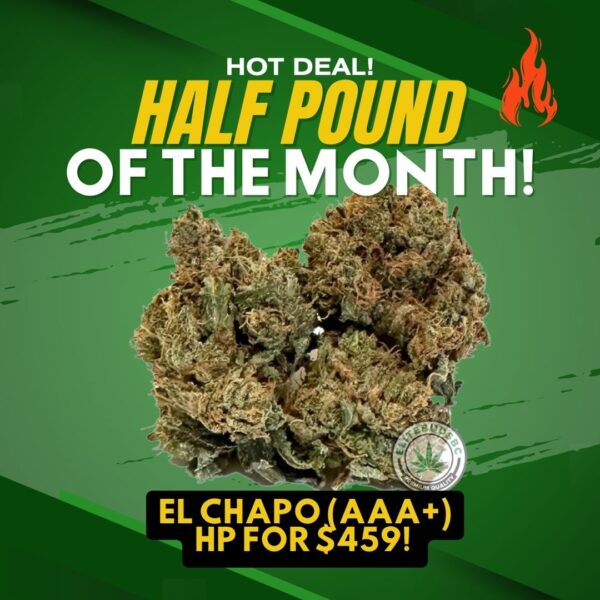 HP OF THE MONTH - EL CHAPO (AAA+)