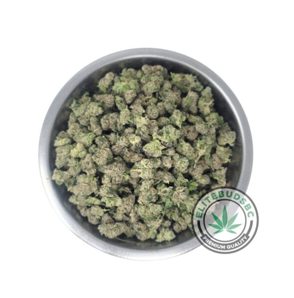 BUZZ BOMB (AAAA) 'SMALLS'