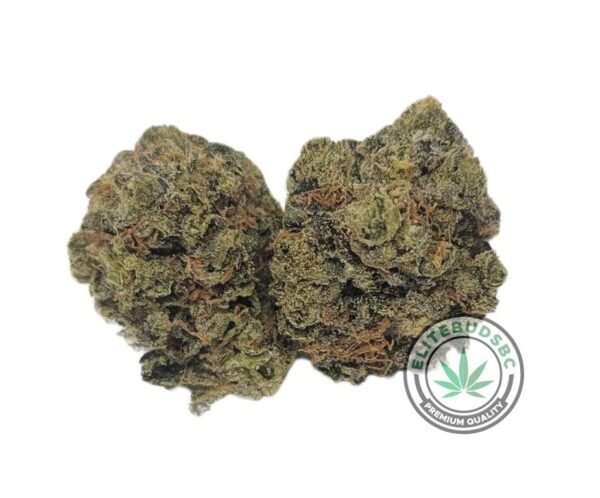 BUDGET FRIENDLY - COMATOSE OG