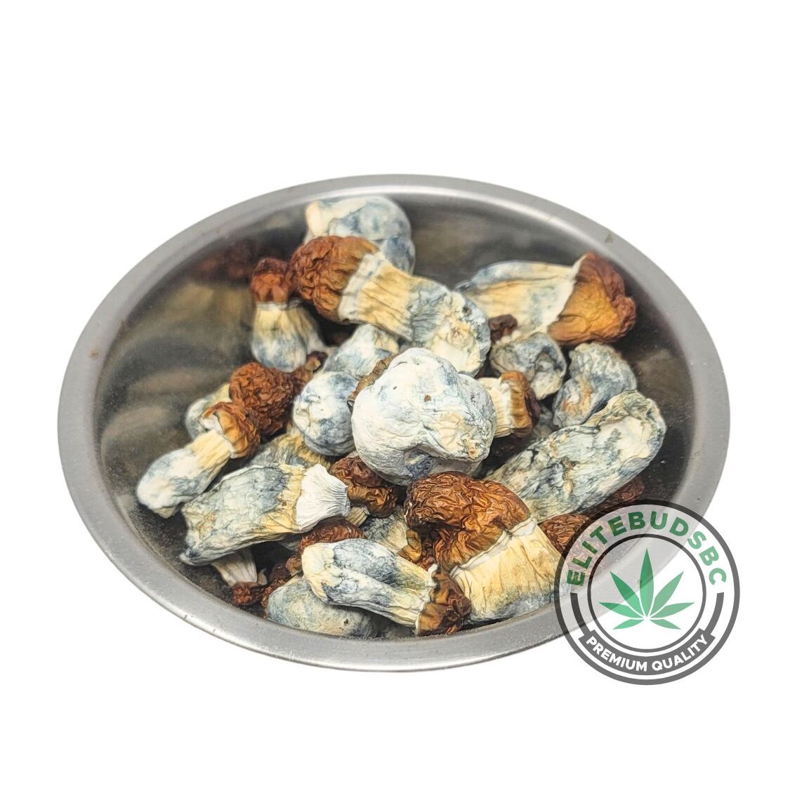 BLUE PALASKI SHROOMS