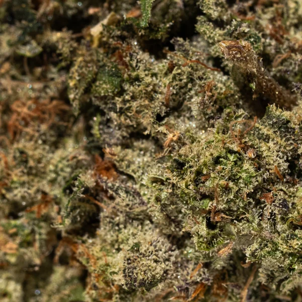 Glitter Bomb (AAAA+)
