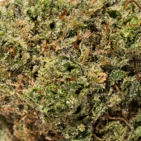 Kraken (AAAA+)