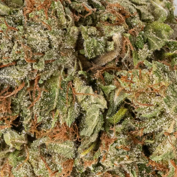 Orange Kush (AA+)