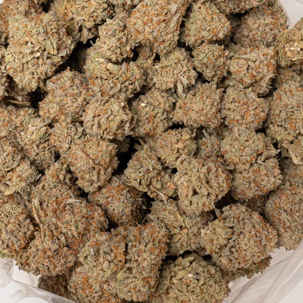 Yoda OG (AA+)