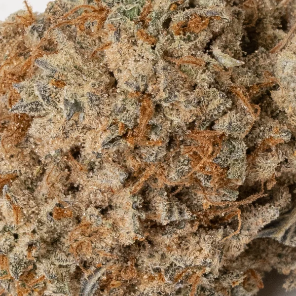Yoda OG (AA+)
