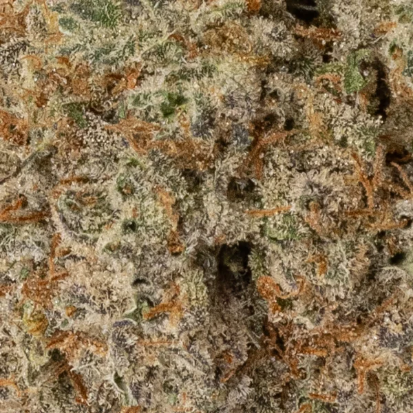 Sweet Tooth (AAAA+)