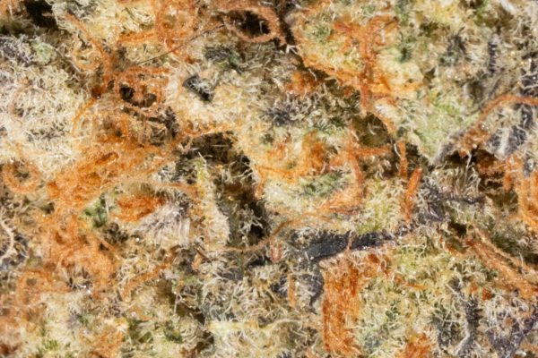 G13 (AA)