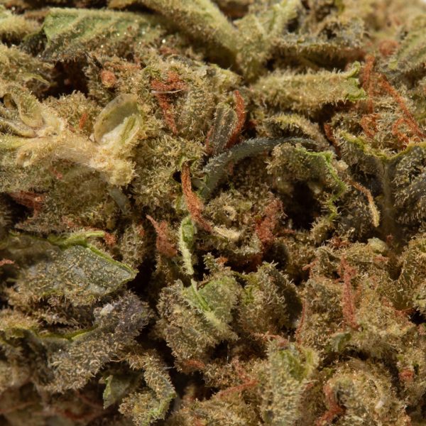 Acapulco Gold (AA+) - Image 2