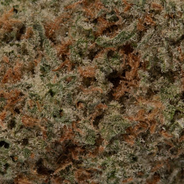 Tangerine Dream (AAAA+)