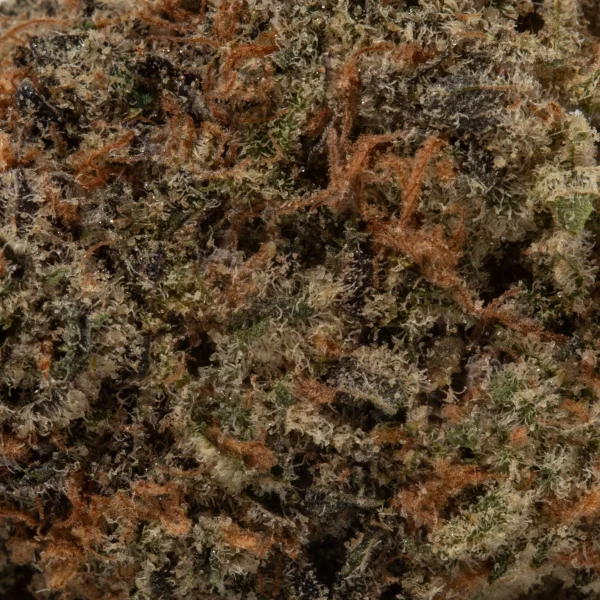 Goudaberry (AAAA+)