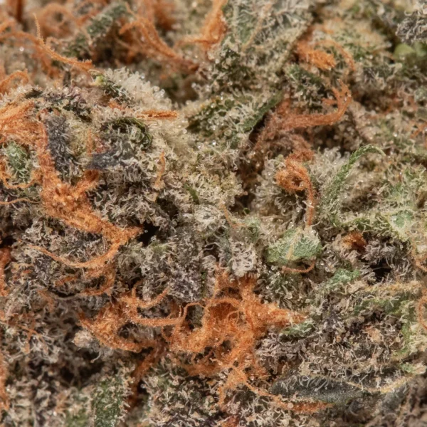 Goudaberry (AAAA+)
