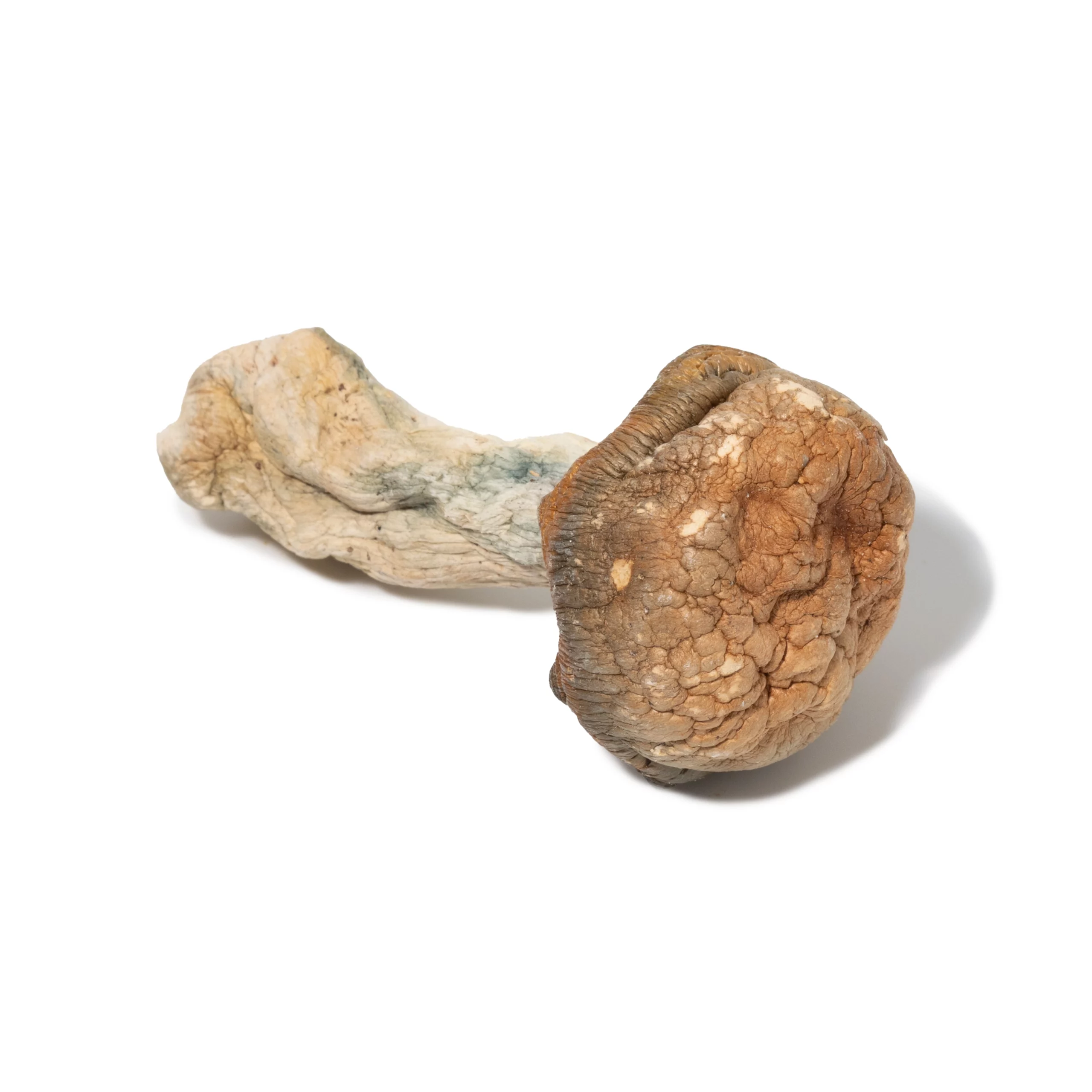 Psilocybe – Burmese