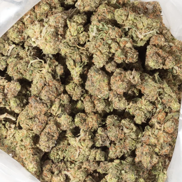 Purple Urckle (AA+)