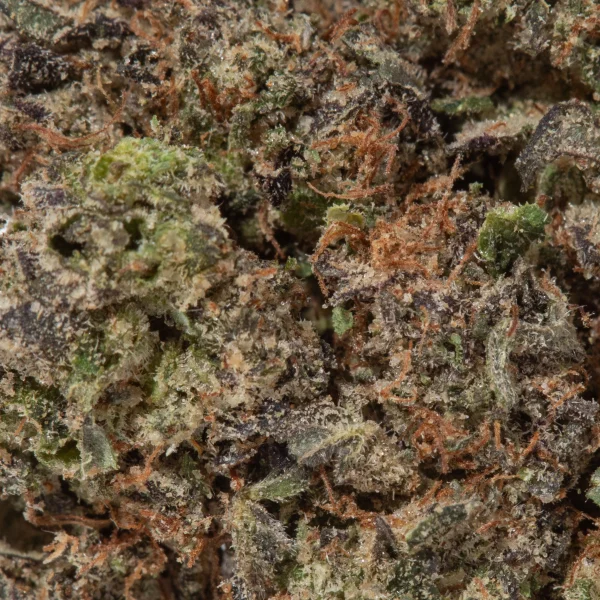 Purple Urckle (AA+)
