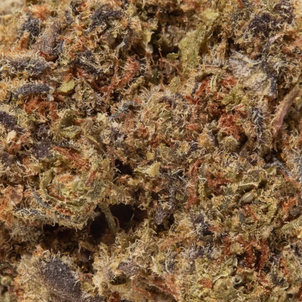 Purple Pancake (AA)