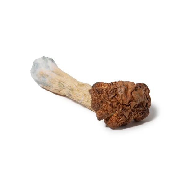 Psilocybe – Golden Teacher