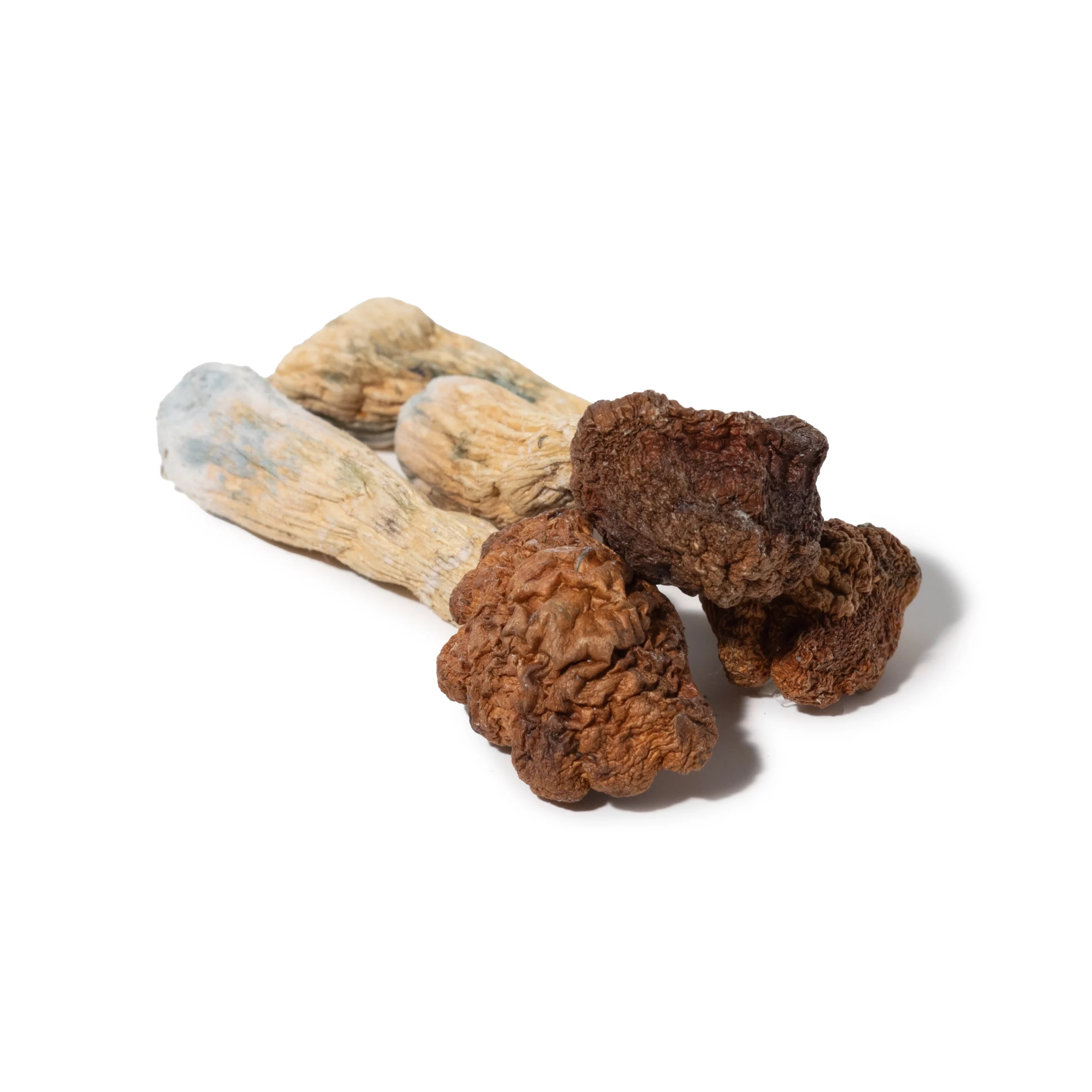 Psilocybe – Golden Teacher