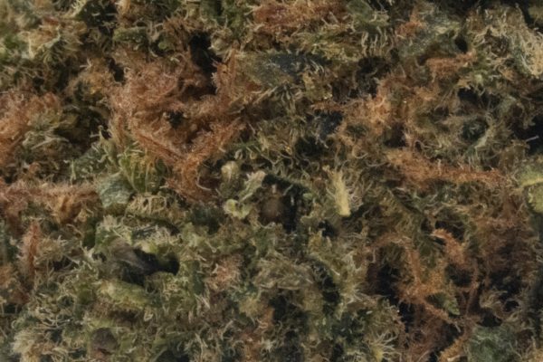 Blueberry Muffin (AA)