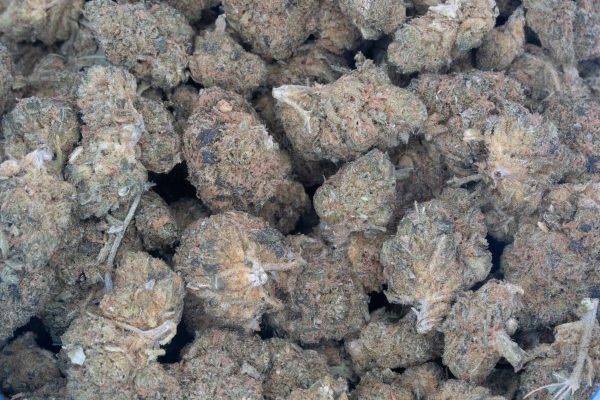 Blueberry Muffin (AA)