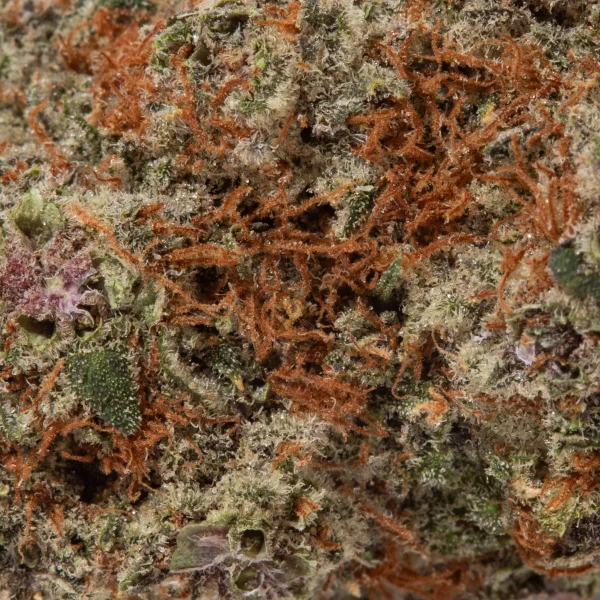 Cheetah Piss (AAAA+)