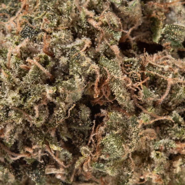 Chocolope (AA)
