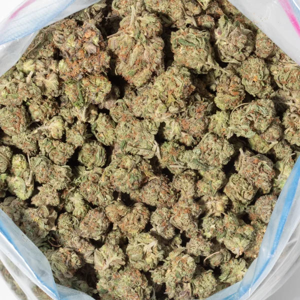 Shiva Skunk (AA/Popcorn)