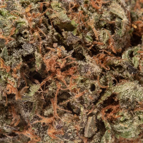 Shiva Skunk (AA/Popcorn)