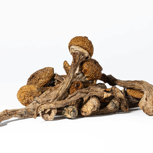 Super Thai Mushrooms - Image 2
