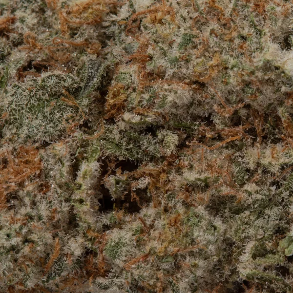 Grey Goose (AAAA+)