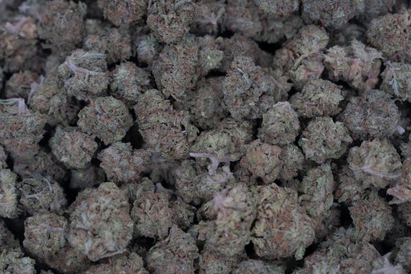 Jungle Cake (AA/Popcorn)