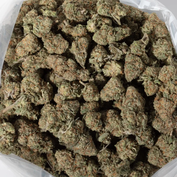 Northern Lights (AAA+)