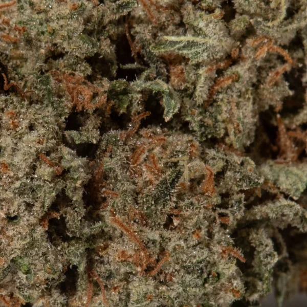 Northern Lights (AAA+)