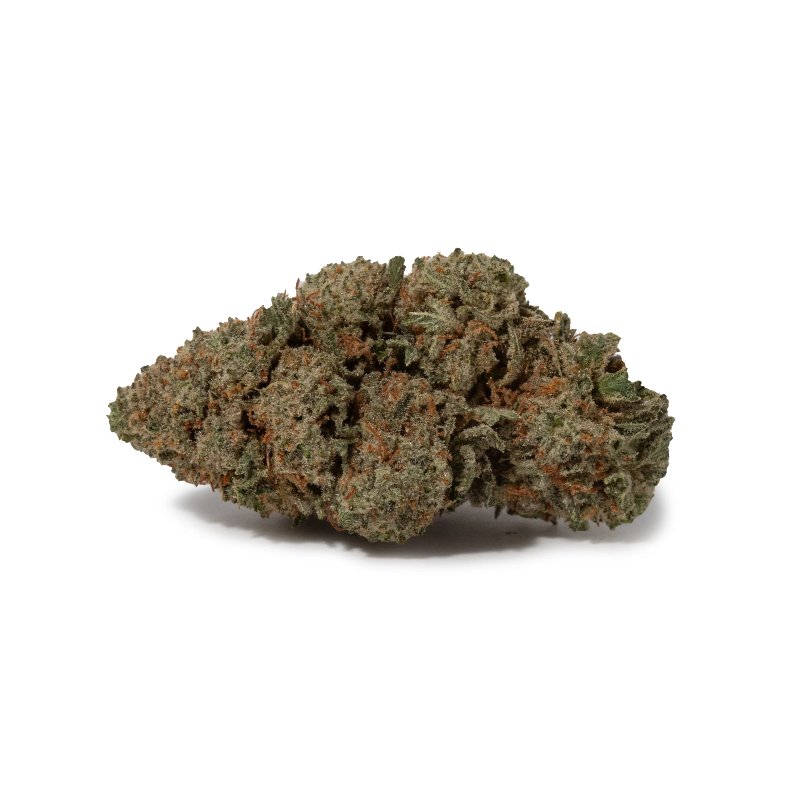 Northern Lights (AAA+)