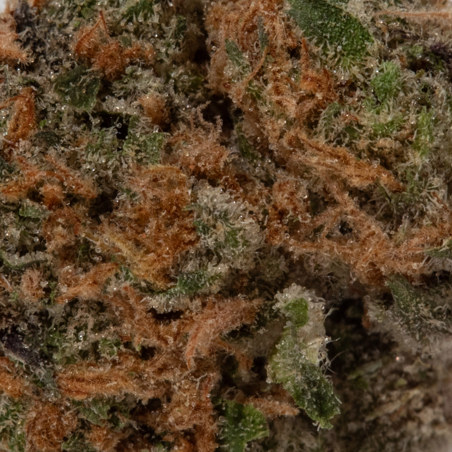 Lemon Skunk (AA/Popcorn)